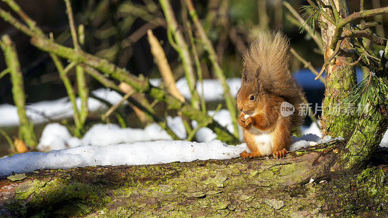 红松鼠(Sciurus vulgaris)，苏格兰